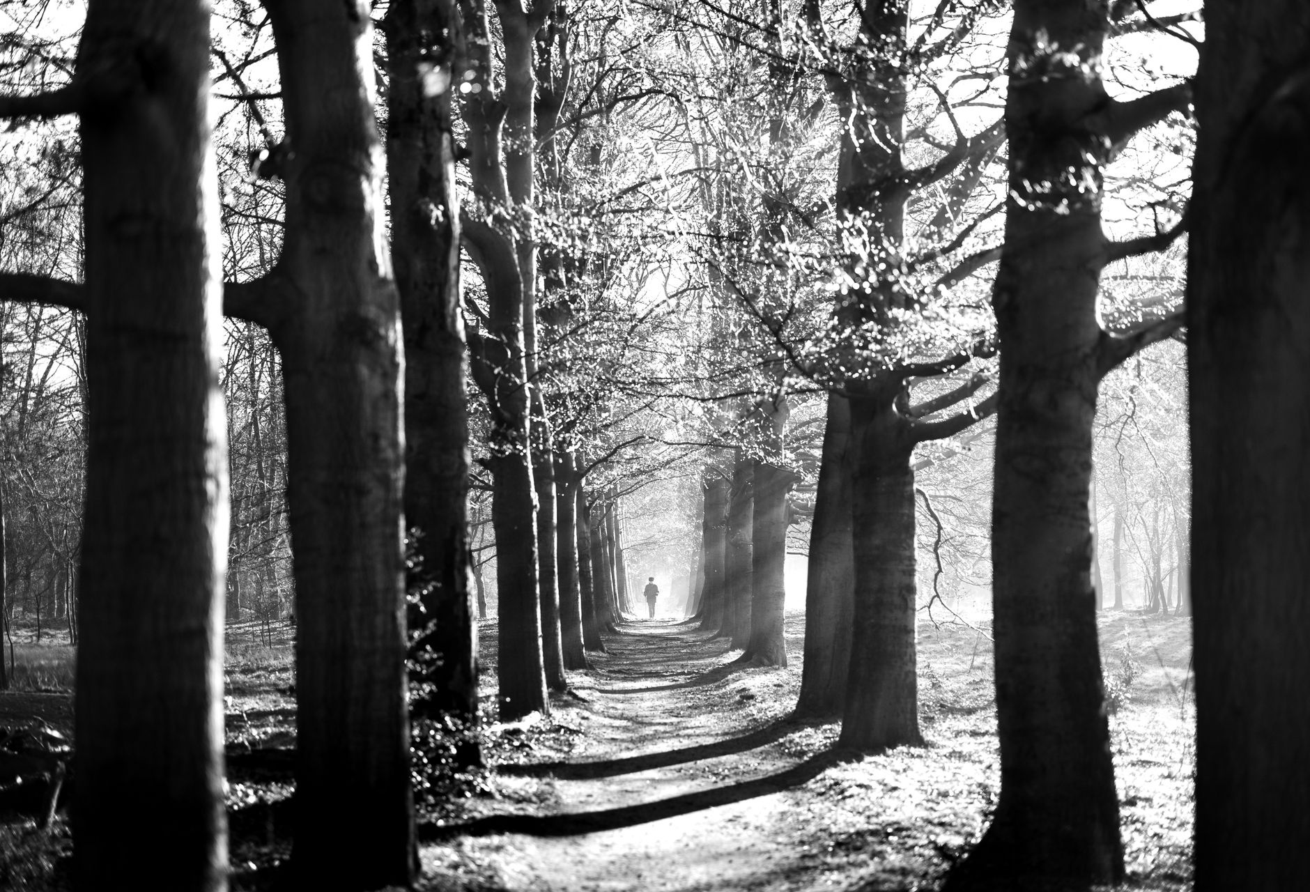 A person walks through a sunlit forest path lined with tall trees, creating a tranquil scene.