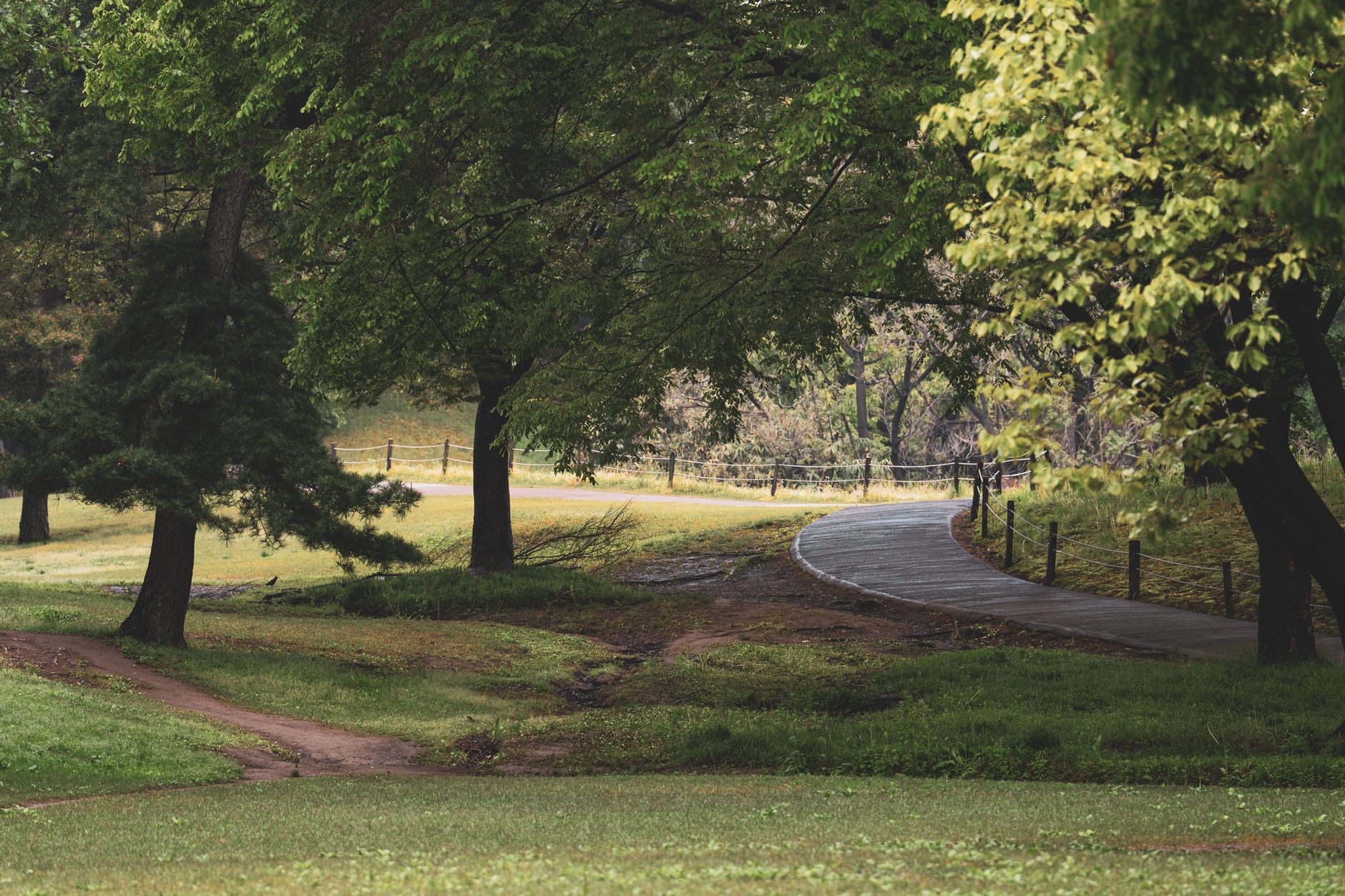 A peaceful winding pathway through a lush green forest in summer.